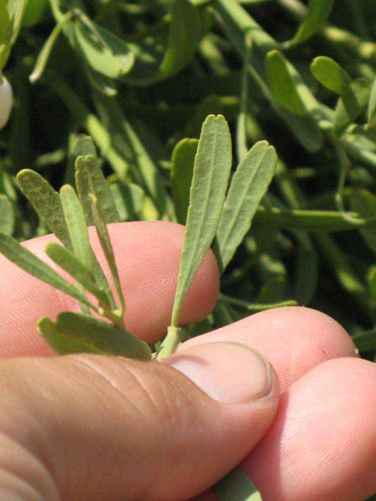              Petiole (Riverside, CA)       